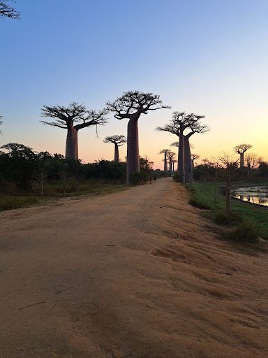 allebaobab2