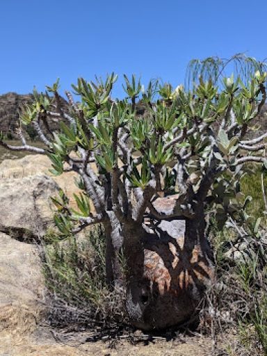 baobab-2