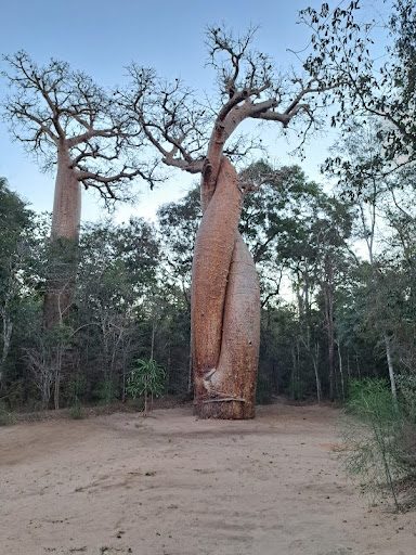 baobab