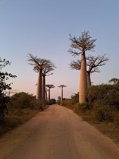 route baobab