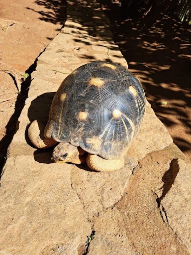 tortue